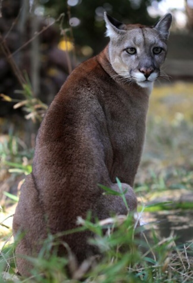 Brazil Feline Sanctuary