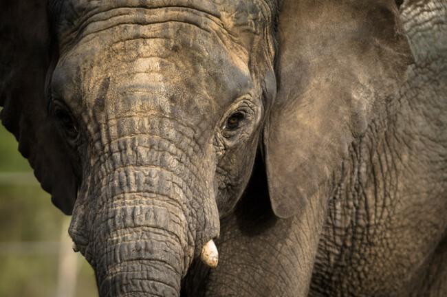 New elephant arrives at Bristol Zoo Gardens