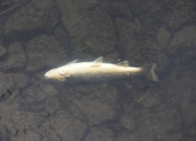 22/07/2014 Tolka River pollution