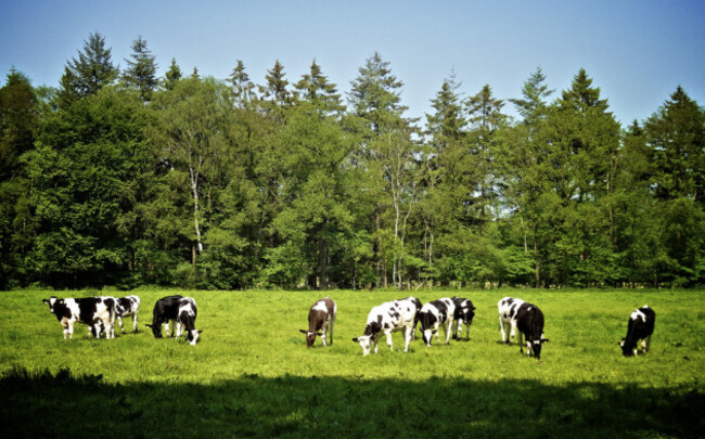 Melkkoeien bij de Staalwijklaan