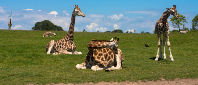 Rothschild Giraffes In Fota Park In Cork