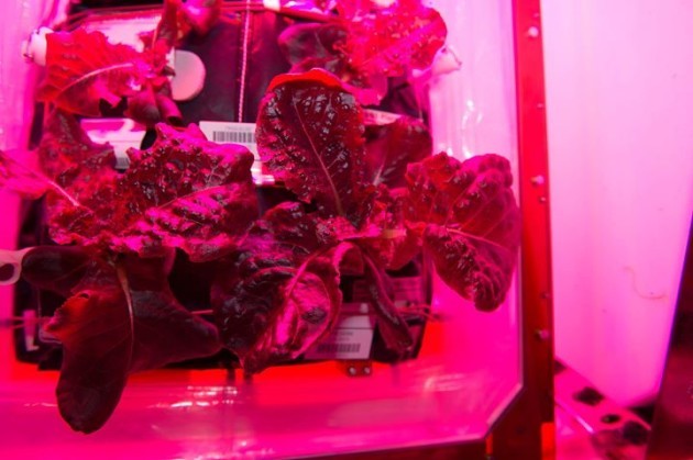 'Lettuce' tell you how veggies growing on the ...