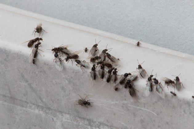 "Single-purpose sexual missiles" - mating flying ants are ...