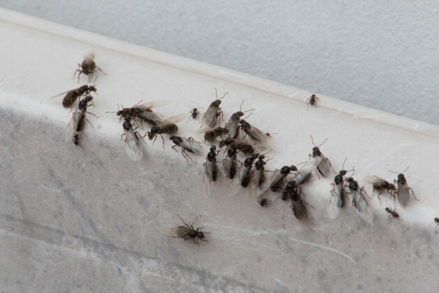 "Single-purpose sexual missiles" - mating flying ants are 