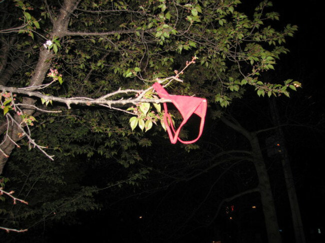 Panties in a tree