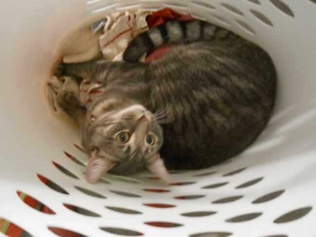 Cat_in_Laundry_Basket