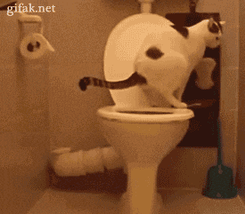 giphy (4)