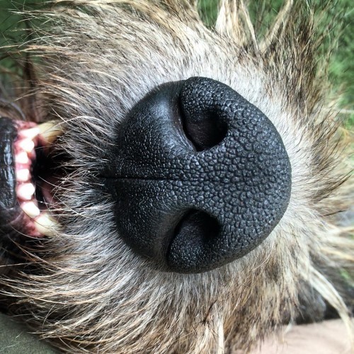 Cronan's nose#wolfhounds #dogsofinstagram #ashfordcastle #irishwolfhounds #irishdogs #pamperedpets
