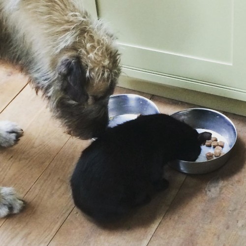 Garvan watching Gandalf the cat eating his food!! #irishwolfhounds #ashfordcastle #wolfhounds #dogsofinstagram