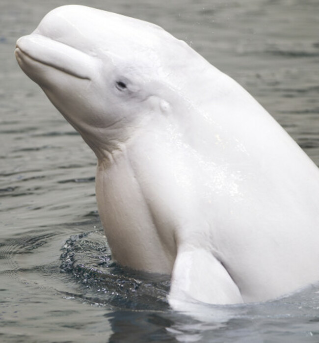 Pregnant Beluga