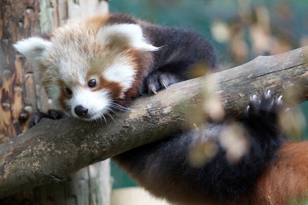 New arrivals at Dublin Zoo (Photos) · The Daily Edge