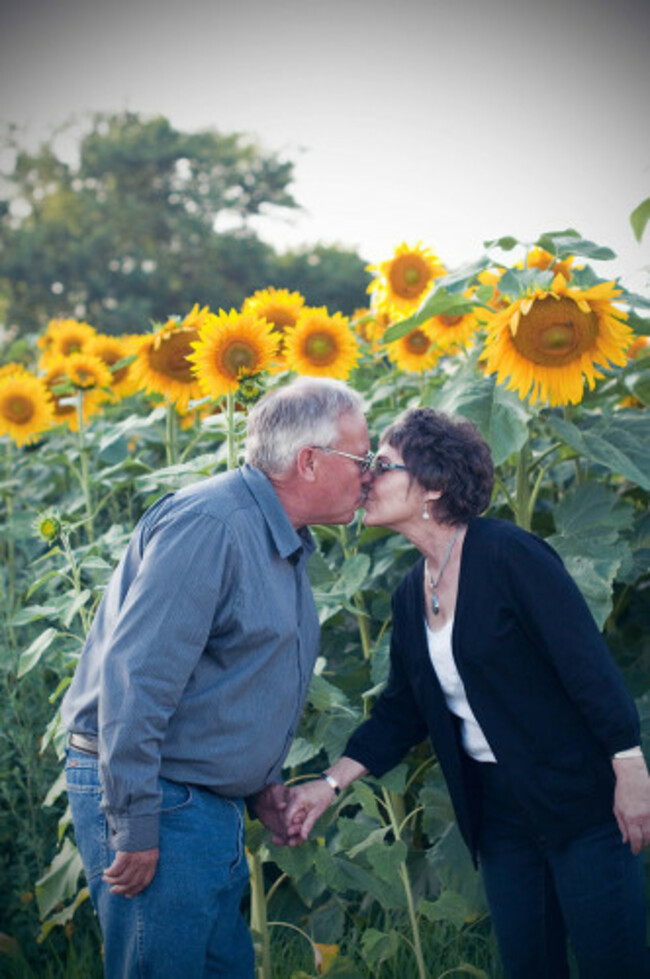 sunflowers - 1