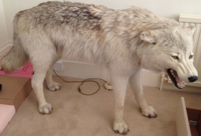 Stuffed wolf stolen