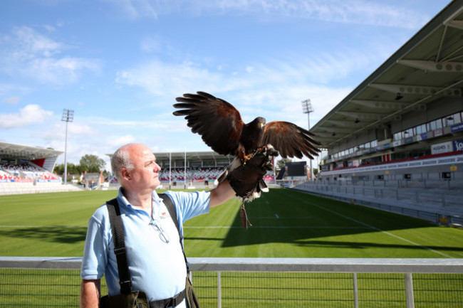 The hawk that has been employed to deter birds from Kingspan Stadium