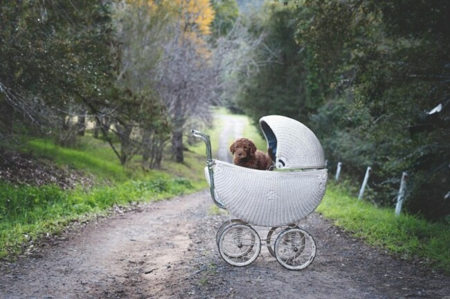 dogpram