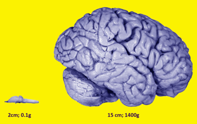 Blencowe_Science image