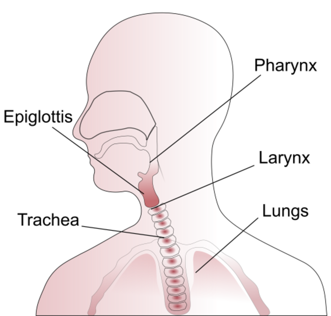 2000px-Throat_anatomy_diagram.svg