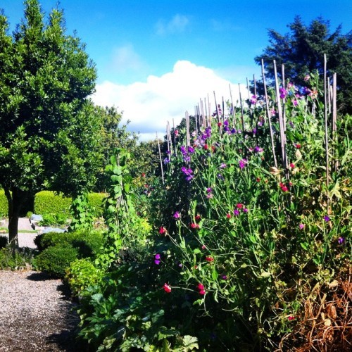 Now that's what I call a Sweet Pea tower! #sweetpea #summerdays #westcork #baltimore #ireland
