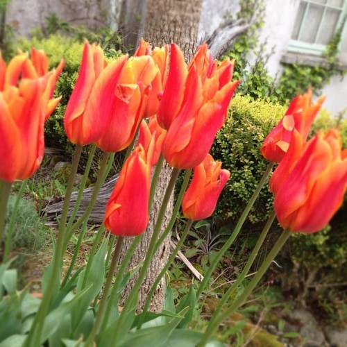 No better sight than a planned #tulip invasion.