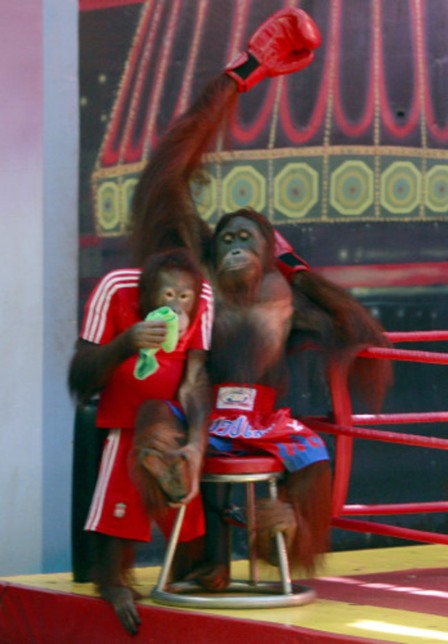 Thailand Wildlife Trafficking Great Apes