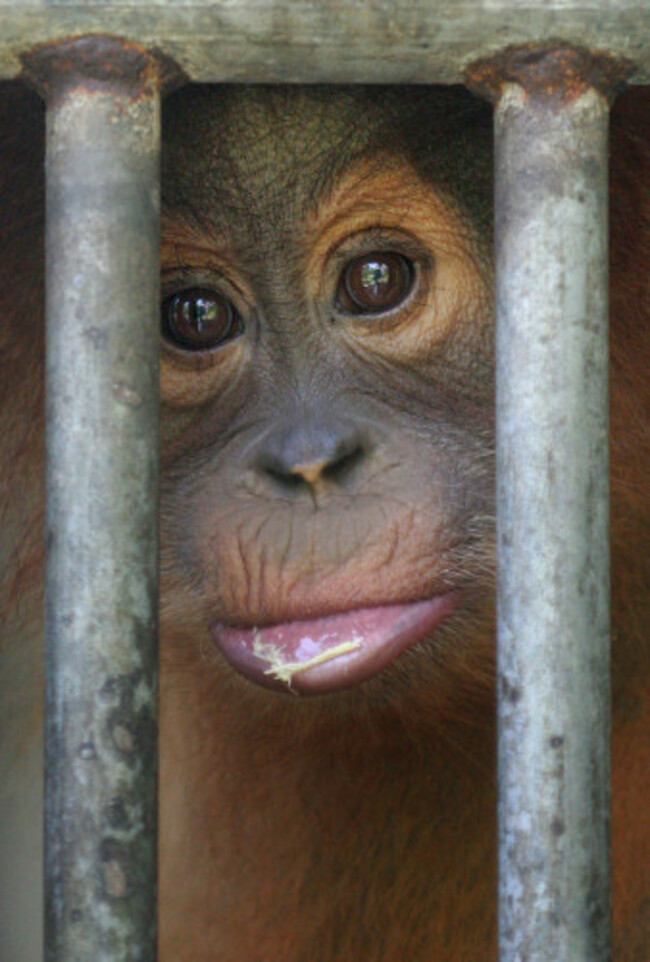 APTOPIX INDONESIA ORANGUTAN
