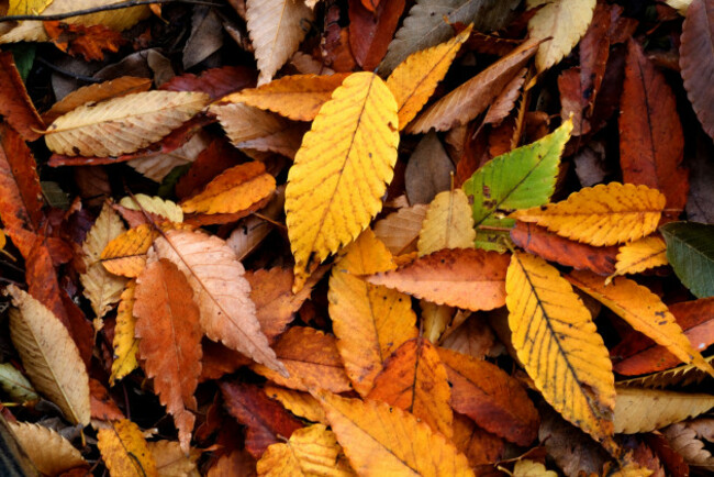 Autumn_Leaf_08Nov17