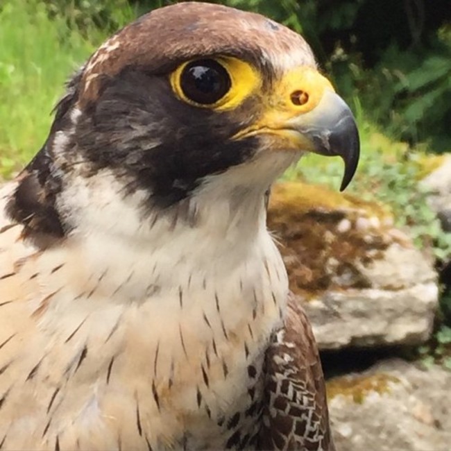 Peregrine falcon, close up. #ballyfin #woodlandsfalconry