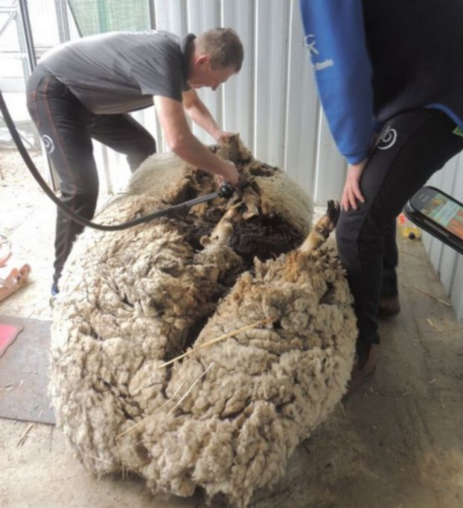 chris-the-sheep-2-456x500
