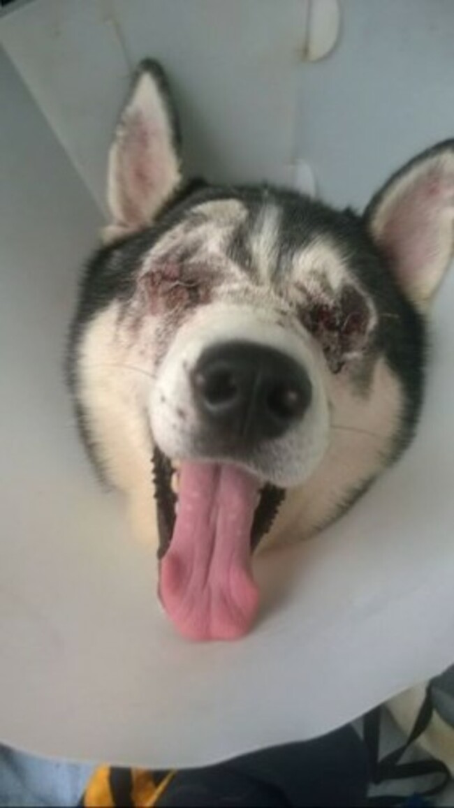 GalwaySPCA - Photos from GalwaySPCA's post | Facebook