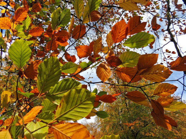 Beech Leaves