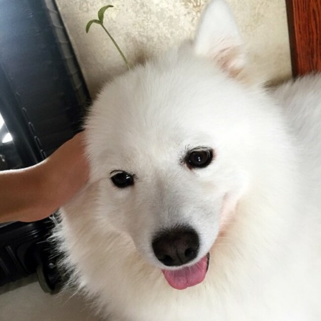 @samoyedhappy #samoyed #萨摩耶 #豆芽 @animals.co