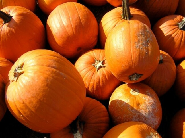 pumpkin