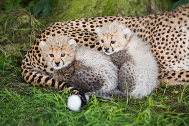 Cheetah Cubs in Fota Need a name