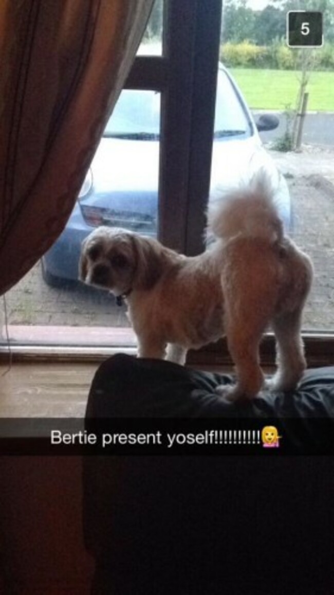 bertie