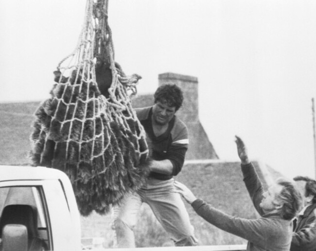 Animals - Hercules the Bear - North Uist - Outer Hebrides