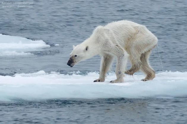 Shocking Photo Of Emaciated Polar Bear Goes Viral Thejournal Ie