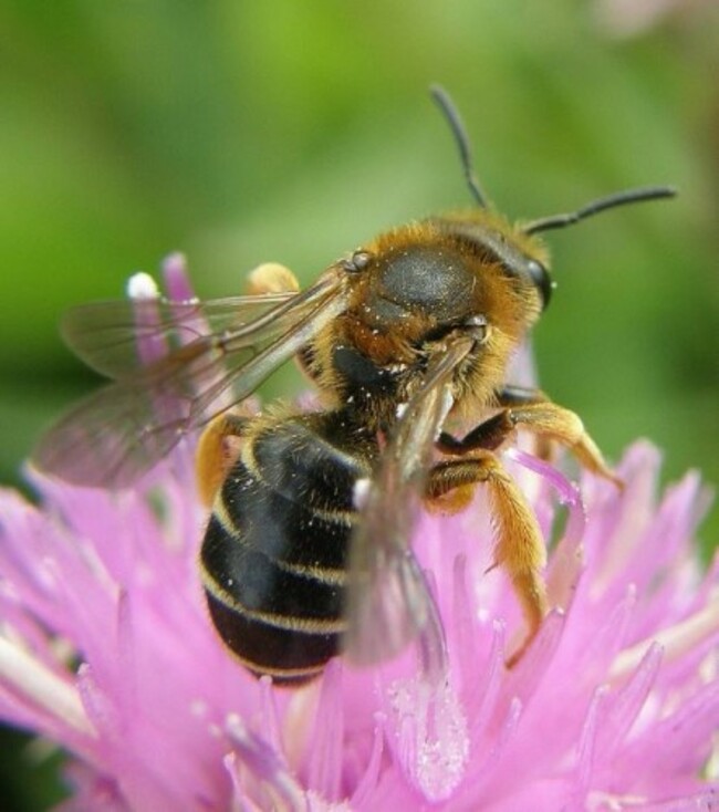 bee1
