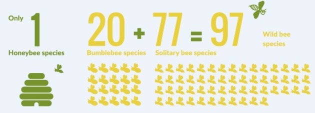 Ireland's Bees Are In Danger, But Here's The Plan That Could Save Them