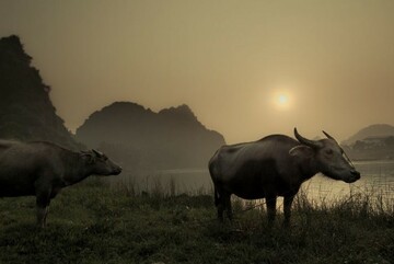 buffalo