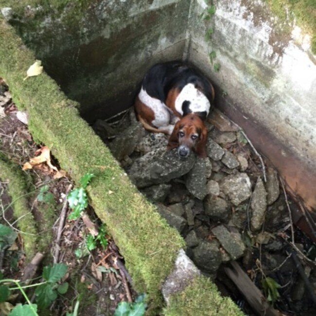 Dog Guards Dog