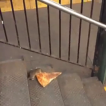 The internet has a new hero and his name is &#39;Pizza Rat&#39; · The Daily Edge