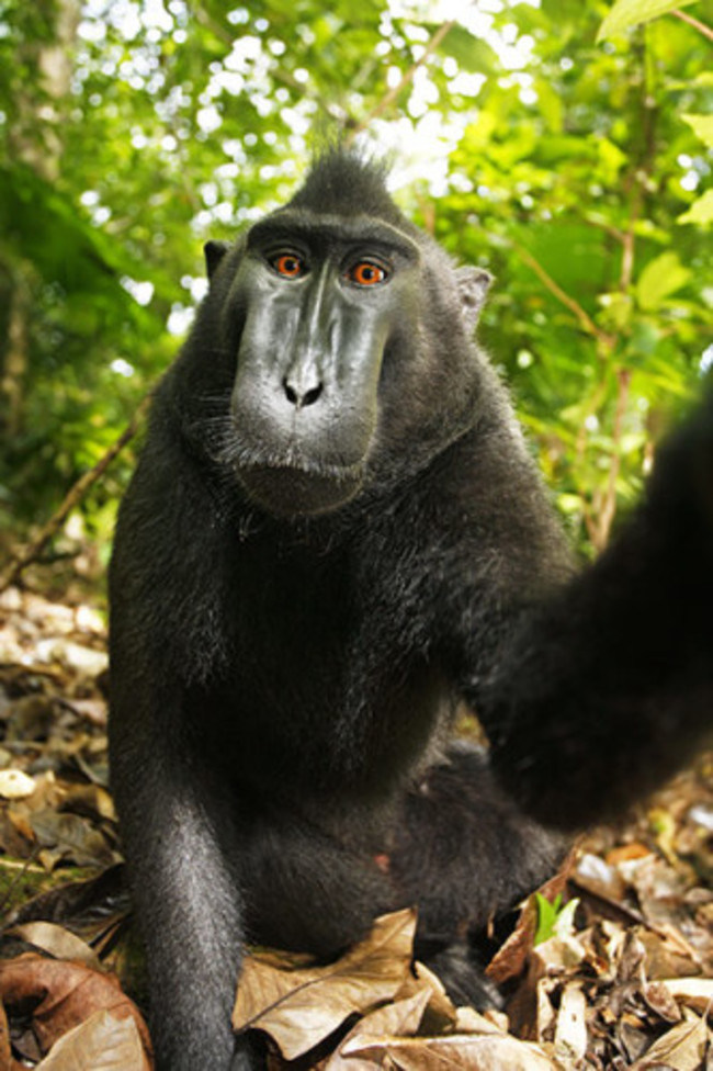 monkey selfie - 2