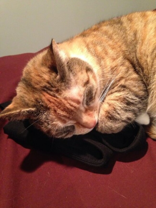 Left my work pants unattended for two seconds...