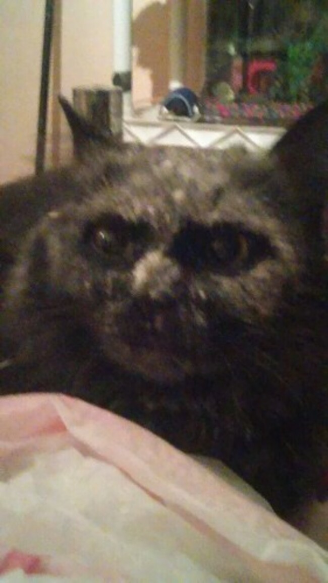 Asshole cat got his face in the flour bag