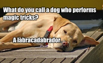 lab
