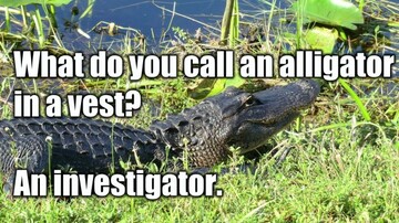 alligator