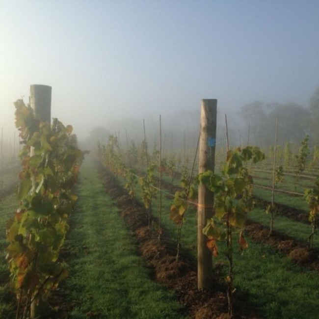Vines in a fog