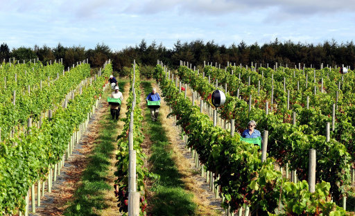 Bumper crops expected for English Vineyards