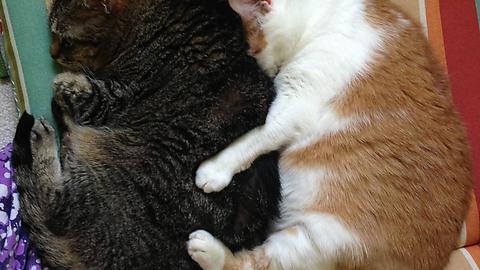 I caught my 13-year-old cats spooning.