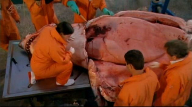 This is what the inside of a great white shark looks like